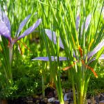 خرید انواع عصاره گیاه زعفران مرغوب