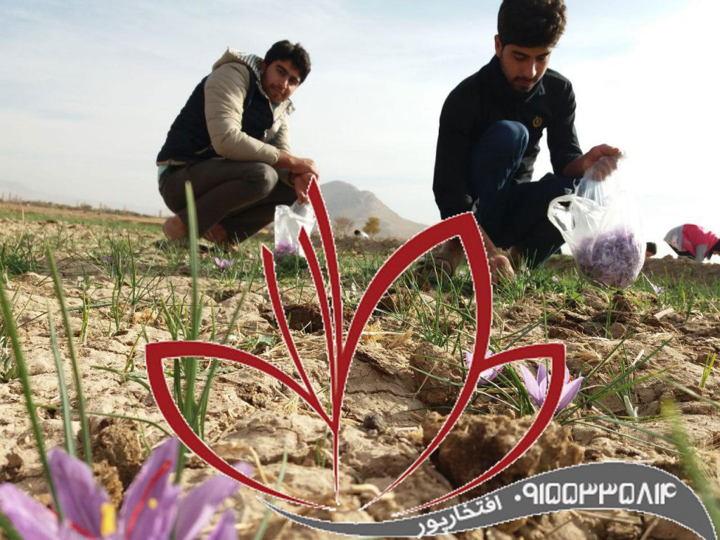 عصاره زعفران سراج اصل ایرانی