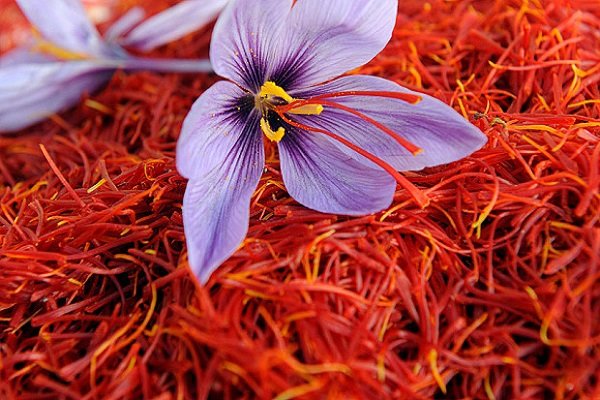 تولید کننده پودر زعفران قائنات