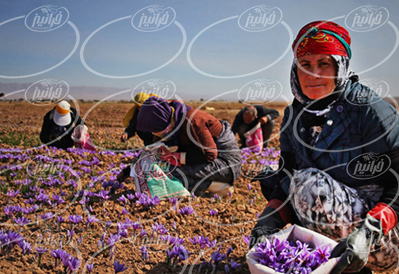 خریداران اصلی زعفران 5 مثقالی سحرخیز