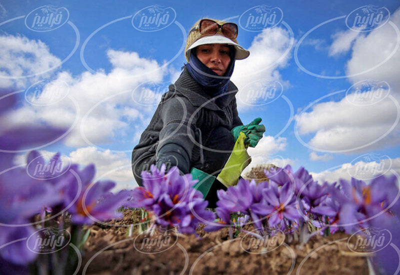 صادرات زعفران به دبی با حاشیه سود بالا