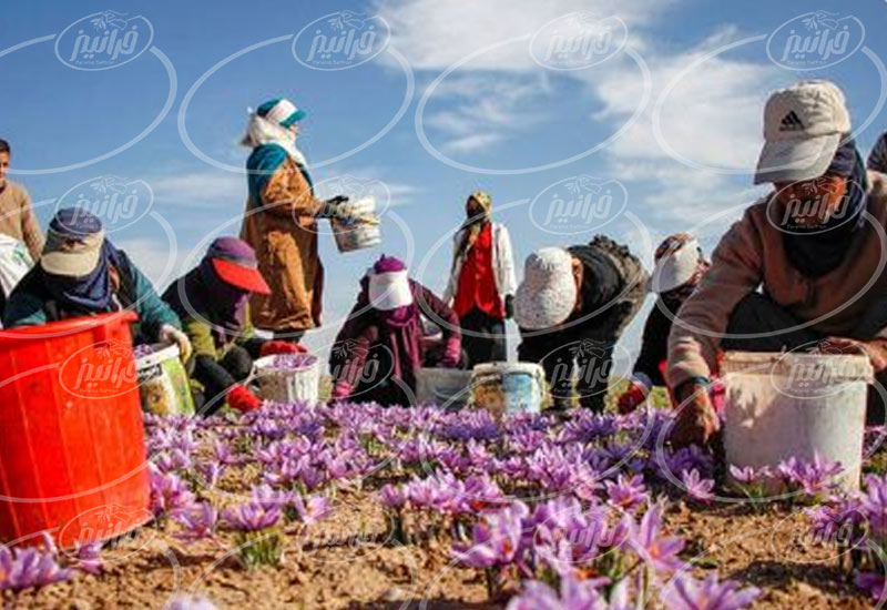 صادرات زعفران به دبی با حاشیه سود بالا